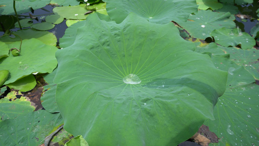 绿色植物荷花荷叶水珠露珠视频