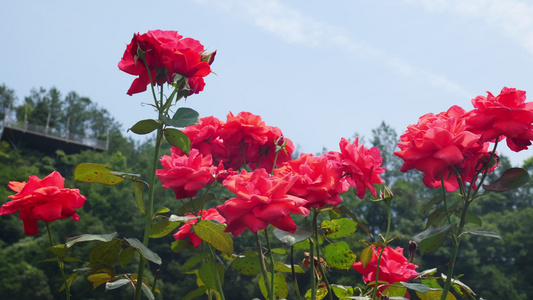 4K美丽月季花视频