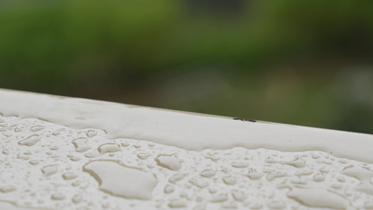 雨水雨滴实拍视频