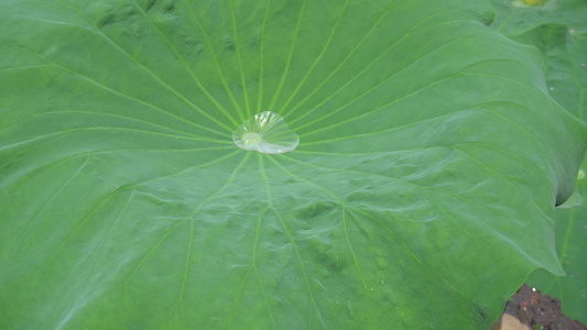 绿色植物荷花荷叶水珠露珠视频