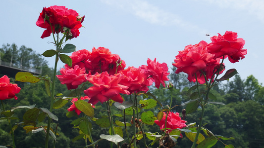 4K美丽月季花视频