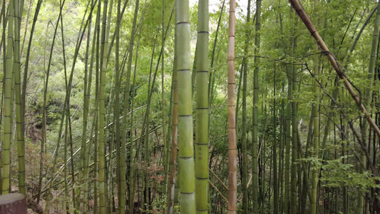 山中植物小路实拍 视频