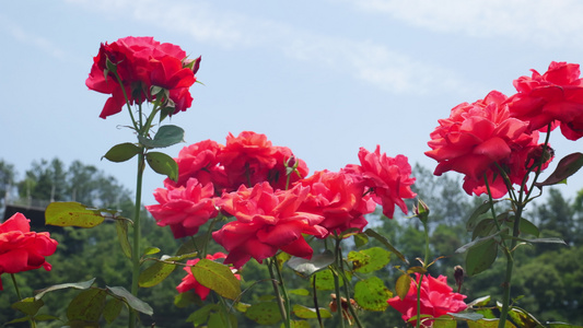 4K美丽月季花视频