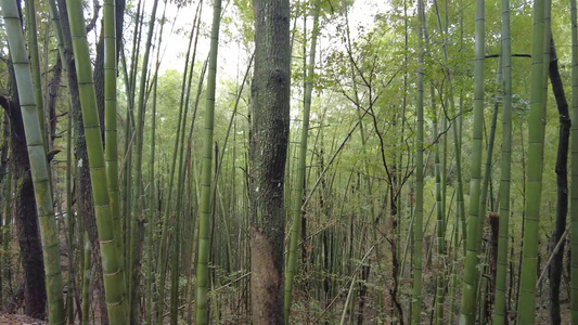 山中植物小路实拍 视频