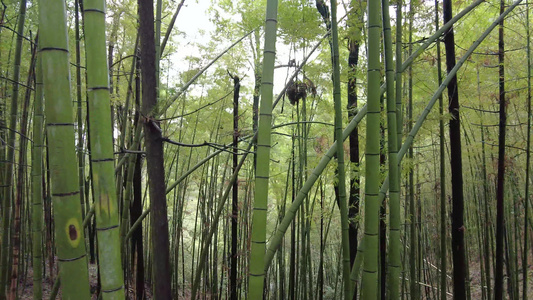 山中植物小路实拍 视频