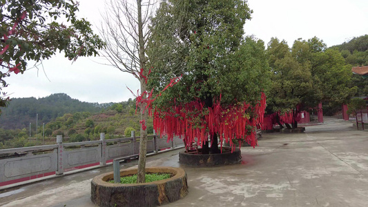 鲜花盛开花朵植物实拍 视频