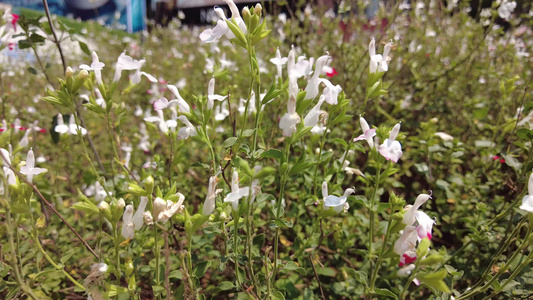 鲜花盛开花朵植物实拍 视频