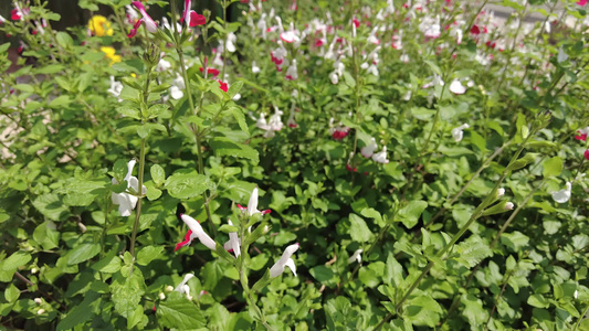 鲜花盛开花朵植物实拍 视频