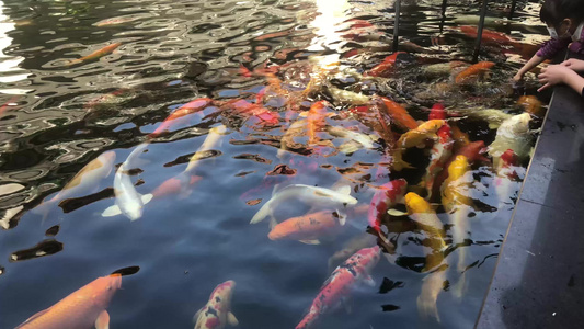 锦鲤喂食视频