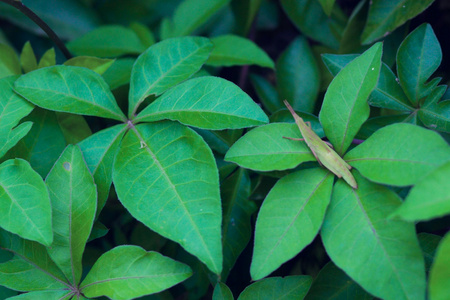 植物叶子昆虫草蜢视频