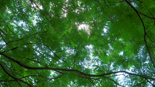 夏日阳光下的凤凰木视频