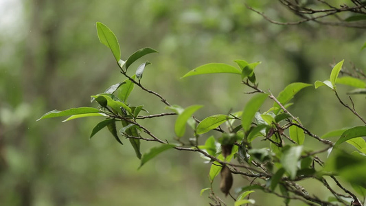 茶叶新芽一芽两叶古树茶视频