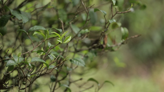 茶叶新芽一芽两叶古树茶视频