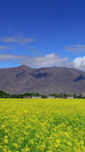 西藏日喀则地区油菜花盛开延时视频大自然16秒视频