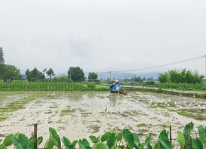 农村耕地水田的白鹭60秒视频