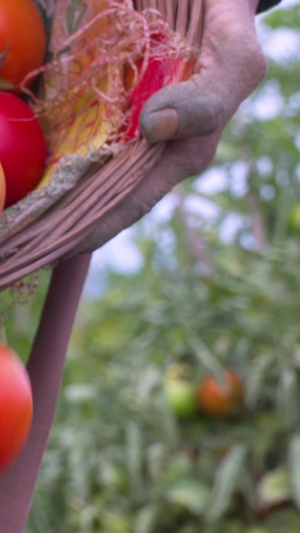 果园乡村农村番茄采摘高帧索尼高端机fs7108秒视频