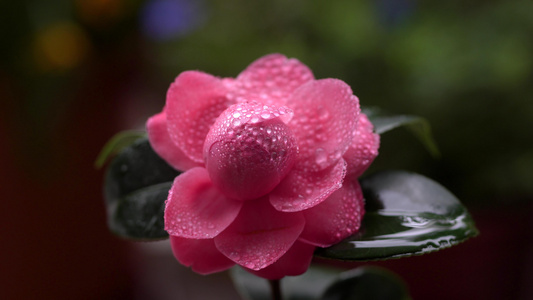 山茶花的雨珠水珠视频