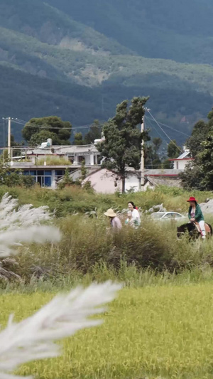 云南大理喜洲芦苇小路游客骑马20秒视频