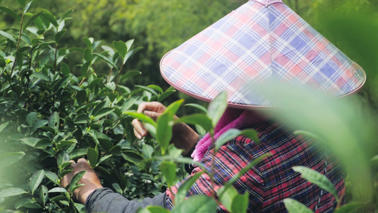 高清实拍茶农采茶升格慢动作茶叶春茶视频