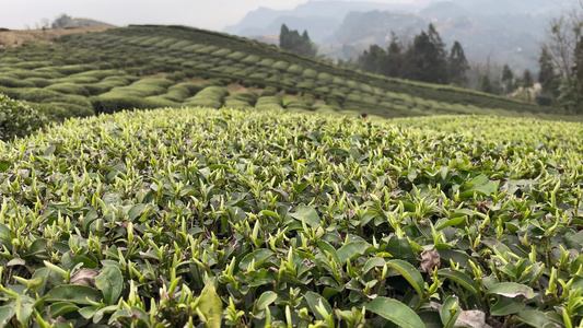 茶园茶叶 茶叶采摘 视频