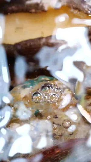 鲍鱼新鲜海鲜水产水产品21秒视频