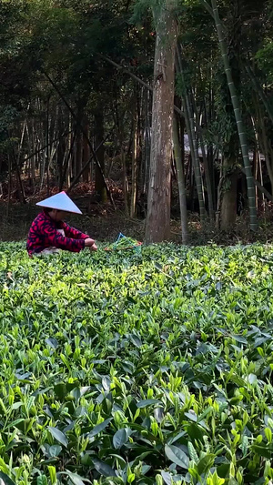 福建茶园采茶视频合集121秒视频