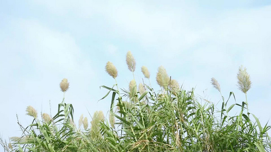 飘荡的蒲苇景观视频