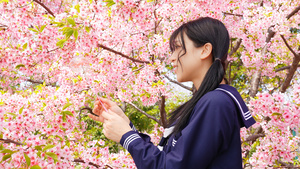 穿着JK制服的少女在樱花树上挂风铃13秒视频