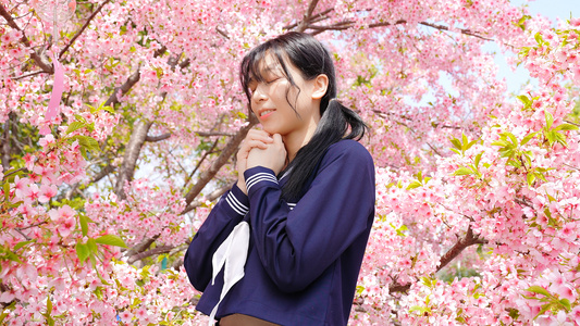 穿着JK制服的少女在樱花树上挂风铃许愿视频