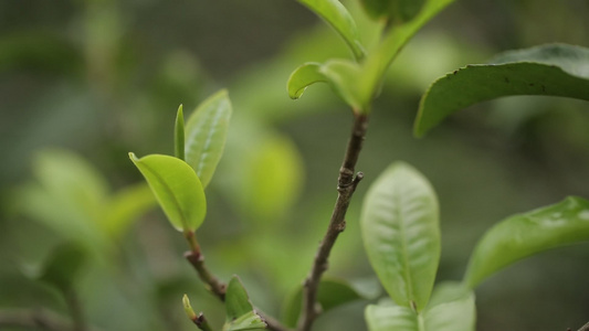 茶叶新芽一芽两叶古树茶视频