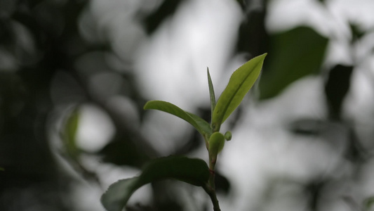 茶叶新芽一芽两叶古树茶视频