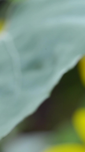向日葵上的蜜蜂特写三伏天30秒视频
