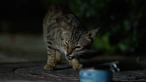 夜晚流浪猫小猫吃罐头93秒视频