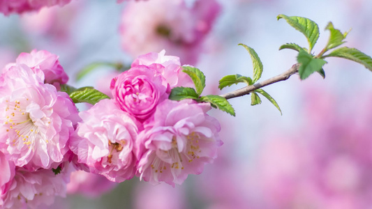 花树春天的花重瓣榆叶梅小桃红开花视频