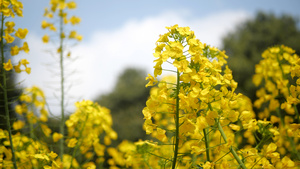 4k春天的油菜花35秒视频