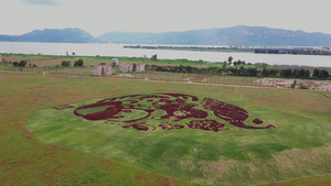 4K昆明宝丰半岛湿地公园17秒视频