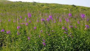 5k多角度拍摄草原上的野花柳兰花花海103秒视频