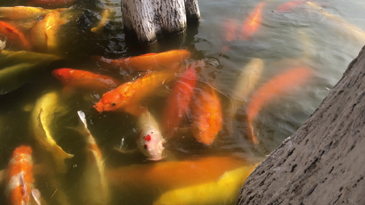 锦鲤喂食视频