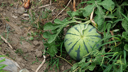 4K实拍农民种植的水果蔬菜视频