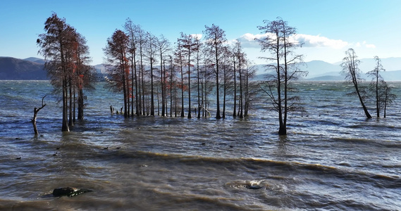 大理洱海水杉波浪波纹慢镜头视频