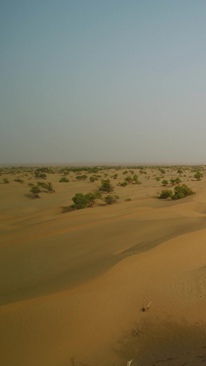 沙漠胡杨林航拍沙漠治理41秒视频