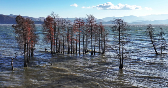 大理洱海水杉波浪波纹慢镜头视频