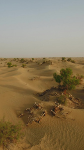 沙漠胡杨林航拍沙漠治理视频