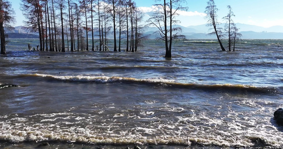 大理洱海水杉波浪波纹慢镜头视频