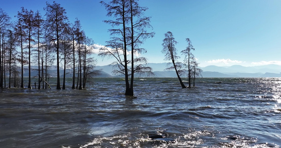 大理洱海水杉波浪波纹慢镜头视频