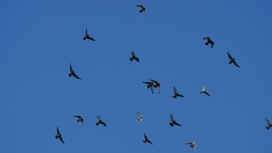 一群鸽子蓝天飞翔慢镜头实拍素材视频