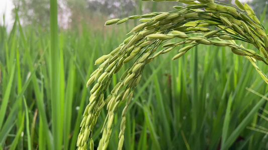 4K实拍水稻稻田[稻茬]视频