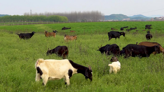 草原湿地上吃草的羊群视频