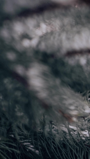 冬天下雪松柏上的积雪树枝上的积雪14秒视频