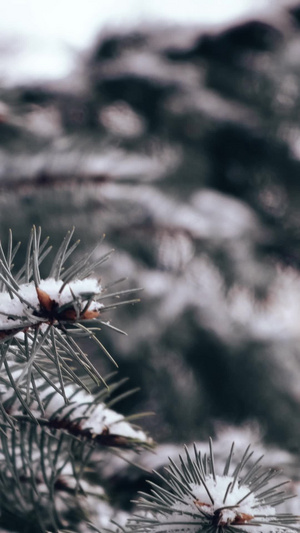 冬天下雪松柏上的积雪树枝上的积雪14秒视频